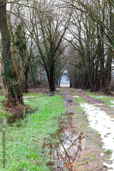 Obraz path in the woods