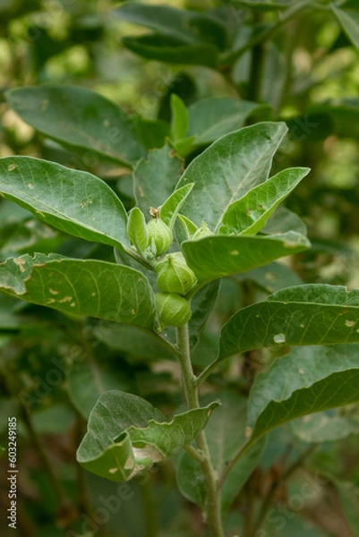Fototapeta Close up of a Ashwagandha plant with its raw fruit