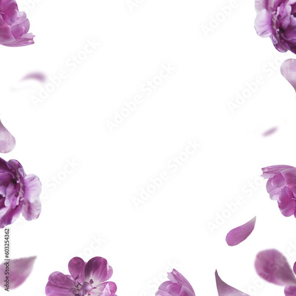 Fototapeta Overlay of flying purple flowers and petals, floral frame. Isolated