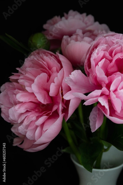 Obraz pink peony flowers
