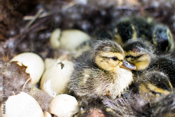 Fototapeta wild mallard duck, mallard duck nest, birth of chicks, hatching of ducklings, duck family, little ducklings, wild bird, sit on eggs, environmental protection, hatch offspring, eggs in the nest