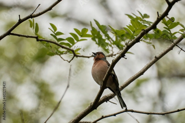 Fototapeta Pinson siffrant  .