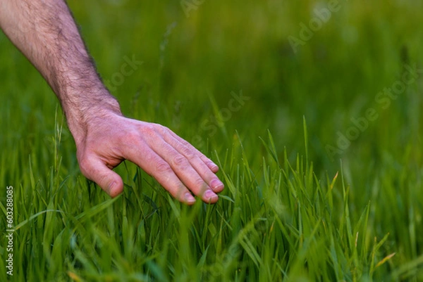 Fototapeta Closeup man hand inspecting green grass lawn, healthy tall fescue, water, watering, new over seed grass, fertilizer application, thick grass, caring lawnHuman hand moving  green field  touching .