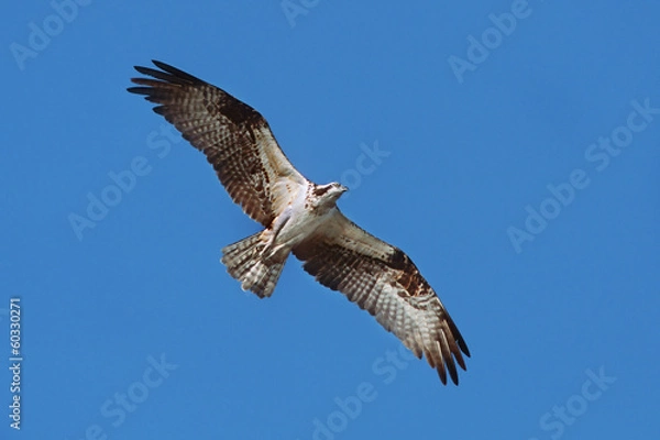 Obraz Osprey im Flug
