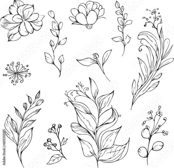Obraz Set of vector hand-drawn botanical leaf, botanical line drawing,  wildflower botanical line art, leaf's vector art, Pencil realistic wild flower drawing, ink sketch isolated on white background, flowe