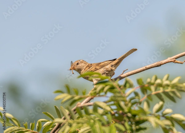 Fototapeta sparrow holding an insect in its beak