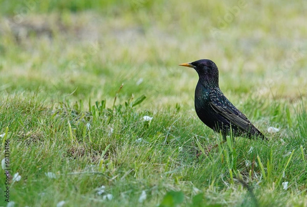 Fototapeta Common Starling at the grass field