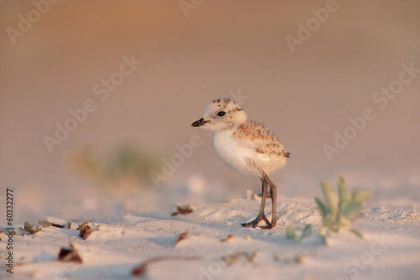 Obraz Snowy Plover Küken, Florida