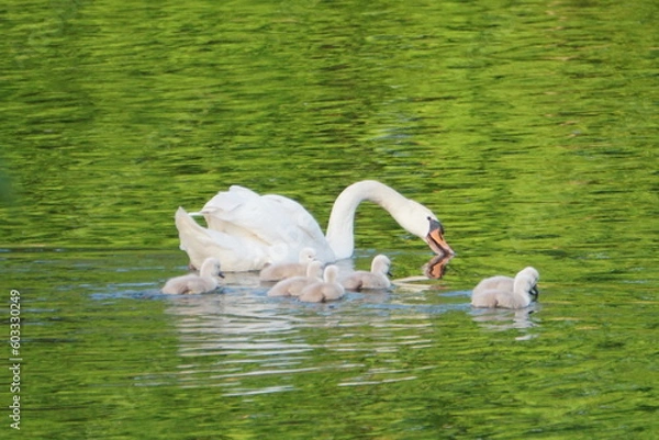 Obraz Schwanenfamilie