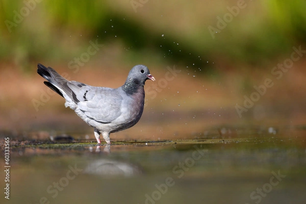 Fototapeta Stock dove, Columba oenas
