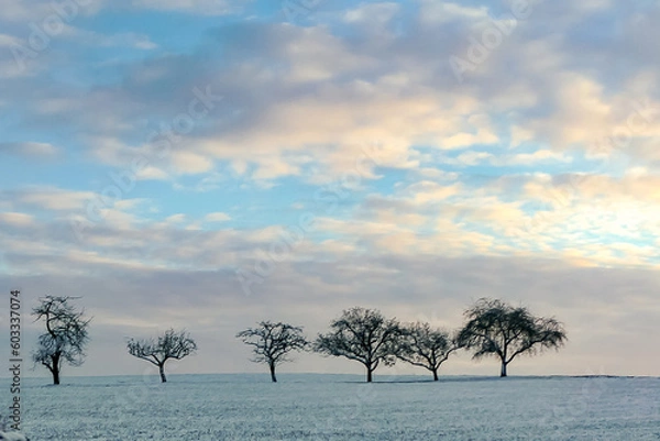 Obraz Baumreihe mit winterlichem Himmel