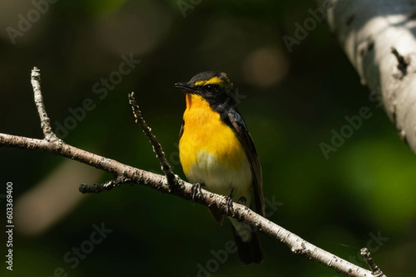 Fototapeta 強い光を浴びているキビタキの雄