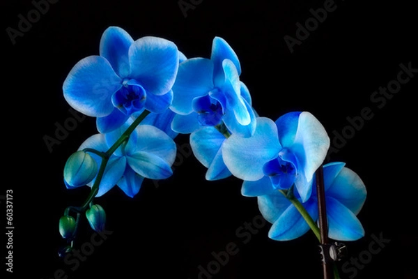 Obraz Niebiesko-szafirowa orchidea