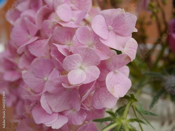 Fototapeta close up photo of light pink flowers