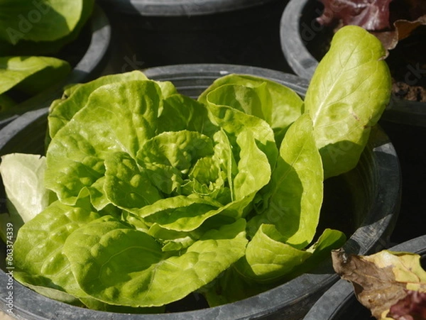 Fototapeta Close-up shot of green lettuce leaves growing in a pot. give a fresh feeling suitable for illustration