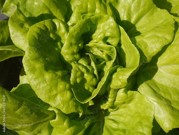 Fototapeta Close-up shot of green lettuce leaves growing in a pot. give a fresh feeling suitable for illustration