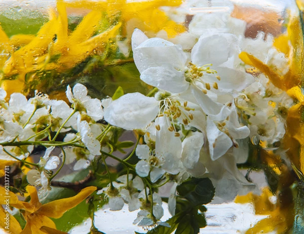 Fototapeta Beautiful spring flowers being photographed behind wet window, close up. Apple tree branch with flowers.