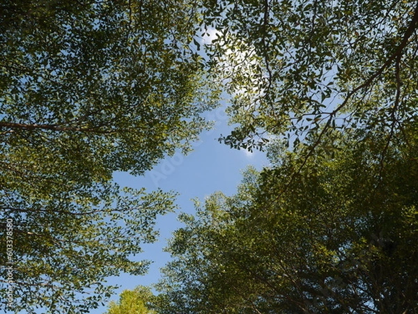 Fototapeta garden scene The view is seen from below, with bright green branches contrasting with the blue sky. Let the atmosphere be shady. Suitable for making background images.