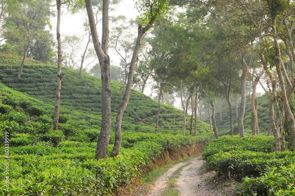 Obraz Teeplantage in Indien