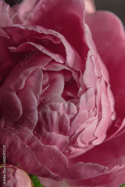 Obraz pink rose petals