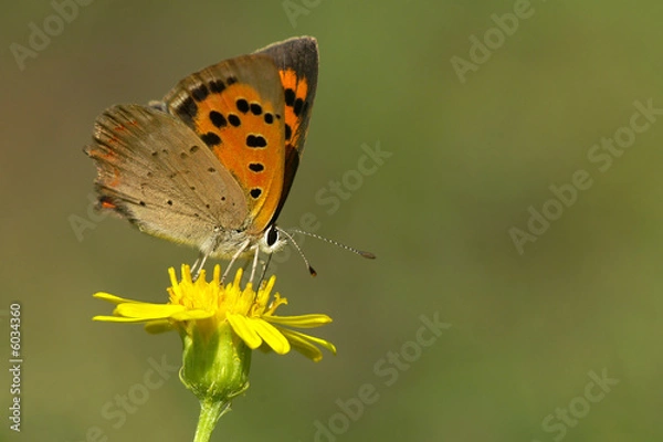 Obraz Kleiner Feuerfalter