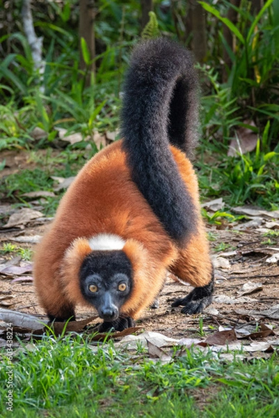 Obraz Red ruffed lemur, Varecia rubra, in its natural environment in Madagascar