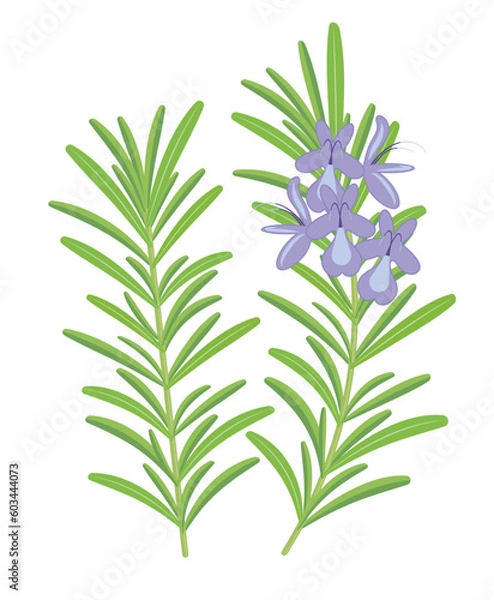 Fototapeta Rosemary sprigs with leaves and flowers isolated on white background. Seasoning, spice. For print and design.