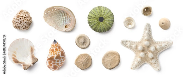 Fototapeta beach finds: small seashells, fossil coral and sand dollars, puka shells, a sea urchin and a white starfish / sea star, ocean, summer and vacation design elements isolated over transparent background