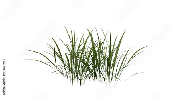 Fototapeta Bunches of grass on a transparent background. 3D rendering.	