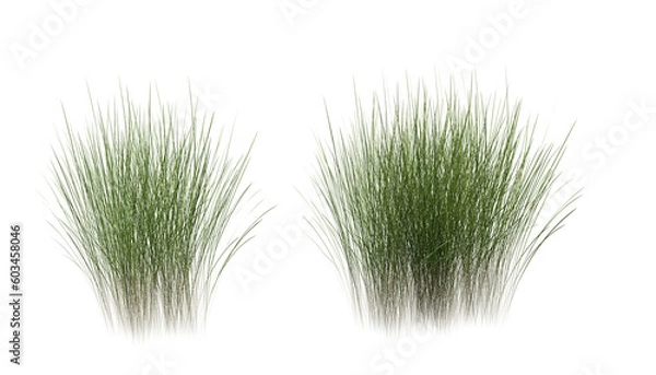 Fototapeta Bunches of grass on a transparent background. 3D rendering.	
