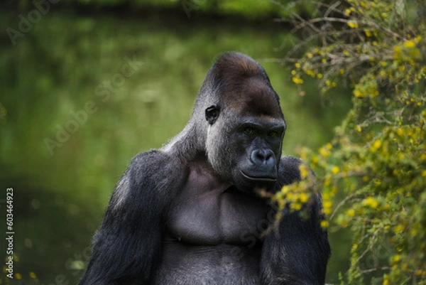 Obraz gorilla in the jungle