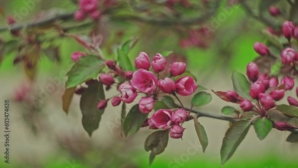 Fototapeta Blossoming Red Flowers and Leaves of the Paradise Apple Tree with Swirly Bokeh
