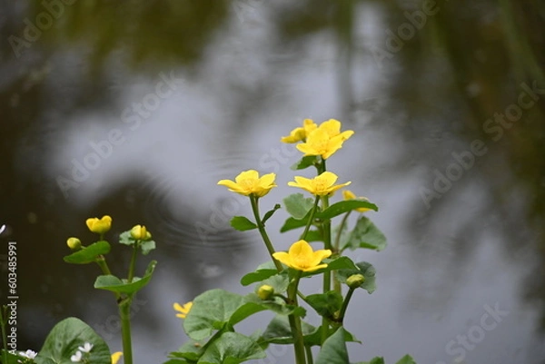 Obraz Yellow flowering plant in front of a pond