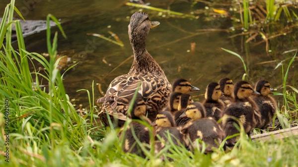 Obraz duck and ducklings