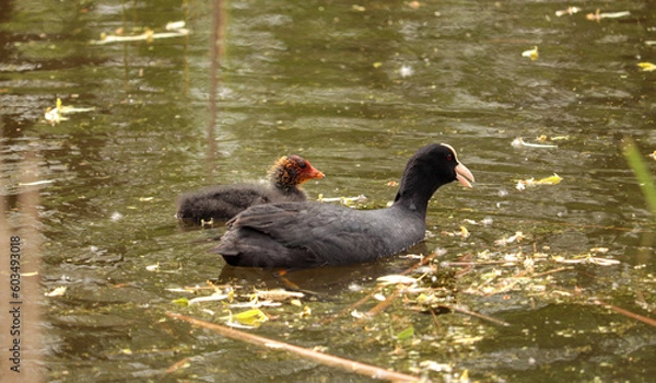 Obraz duck on the water