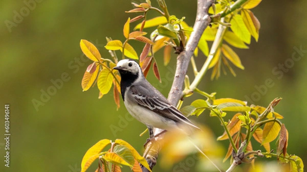 Obraz white wagtail