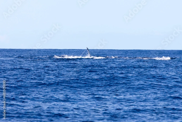 Fototapeta A view of whale in La Reunion