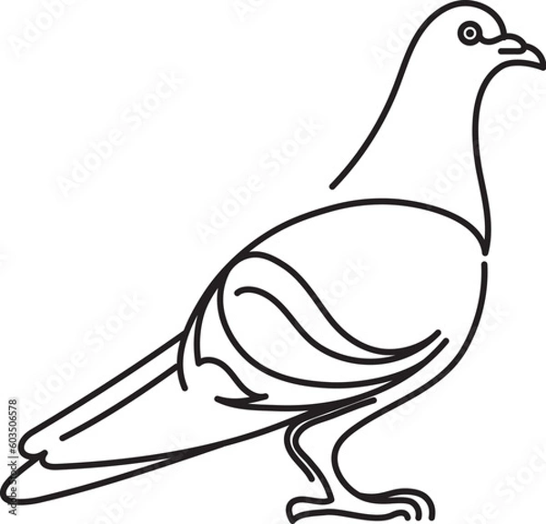 Fototapeta The pigeon hand drawn in line art. The very popular city bird standing, view from the one side. 
