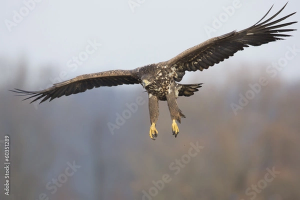 Fototapeta Seeadler - Anflug