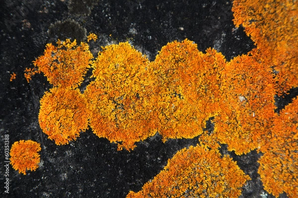 Obraz Orange Lichen on black rock