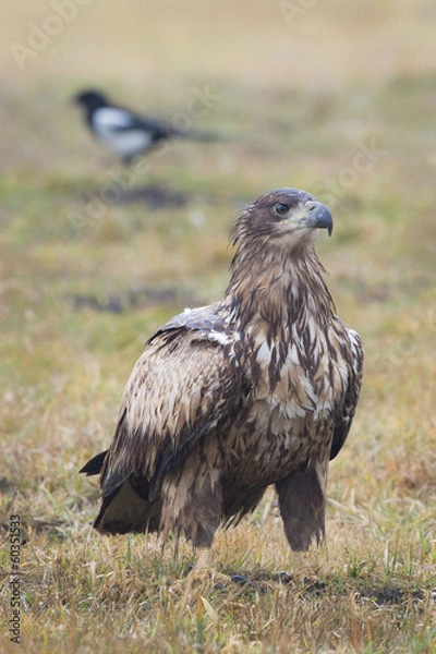 Fototapeta Junger Seeadler mit Elster