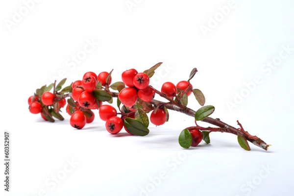 Fototapeta Zwergmispel Cotoneaster