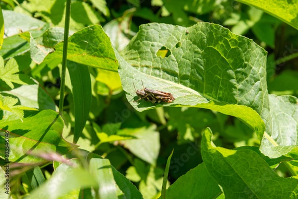 Obraz spring is here