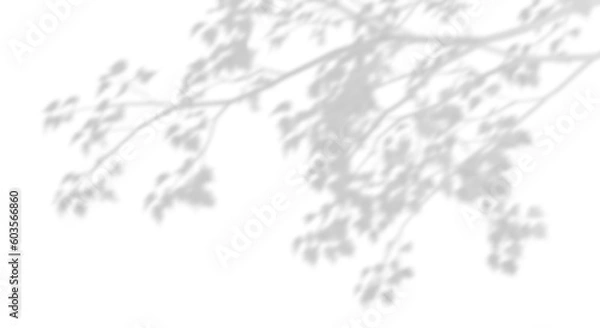 Obraz Realistic tree branches shadow blur isolate on transparent backgrounds 3d render
