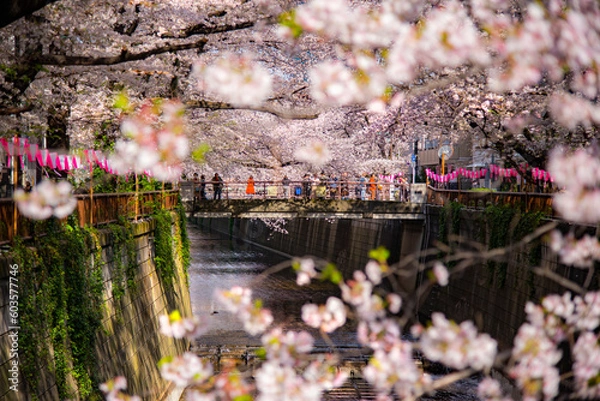 Fototapeta Sakura Tree Tunnel full bloom along Meguro river in Springtime at Nakameguro, Tokyo, Japan