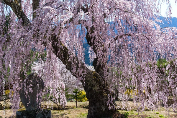 Fototapeta 輝く枝垂れ桜