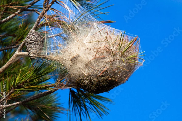 Obraz Pine processionary nest on a pine tree