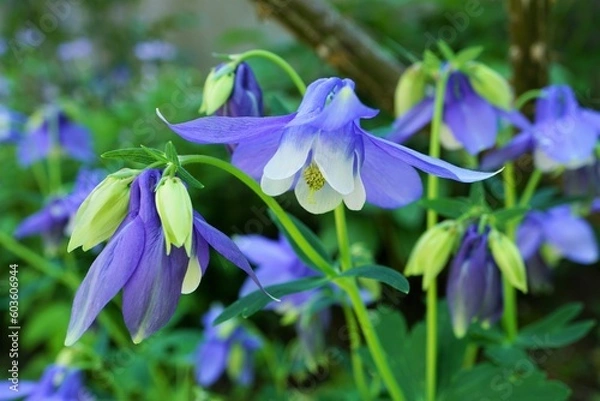 Obraz 紫色のオダマキの花