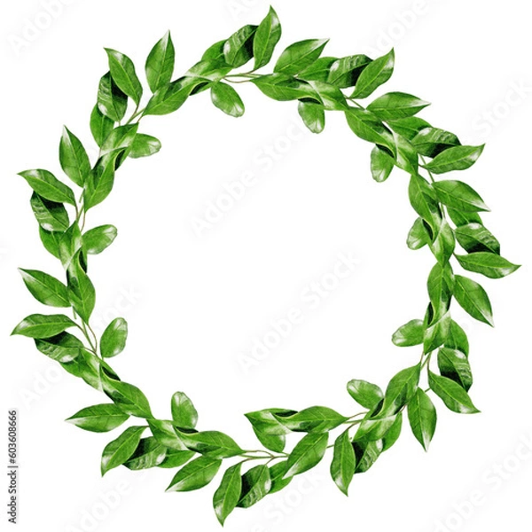 Fototapeta Handpainted watercolor laurel wreath