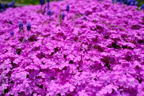 Fototapeta 満開のシバザクラとムスカリ 北海道